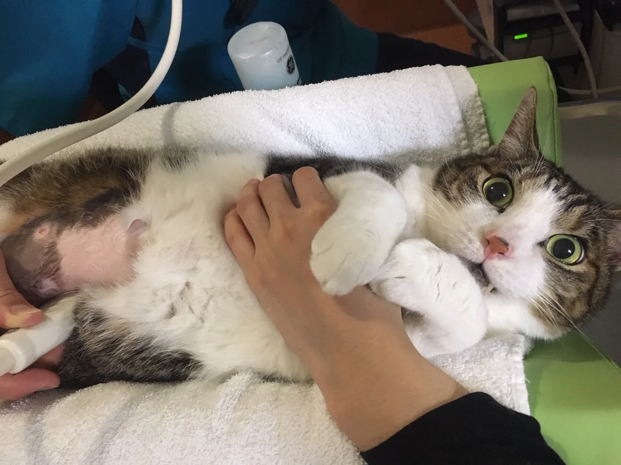 病院の裏側お見せします！（超音波検査・エコー検査編） | みなとおお