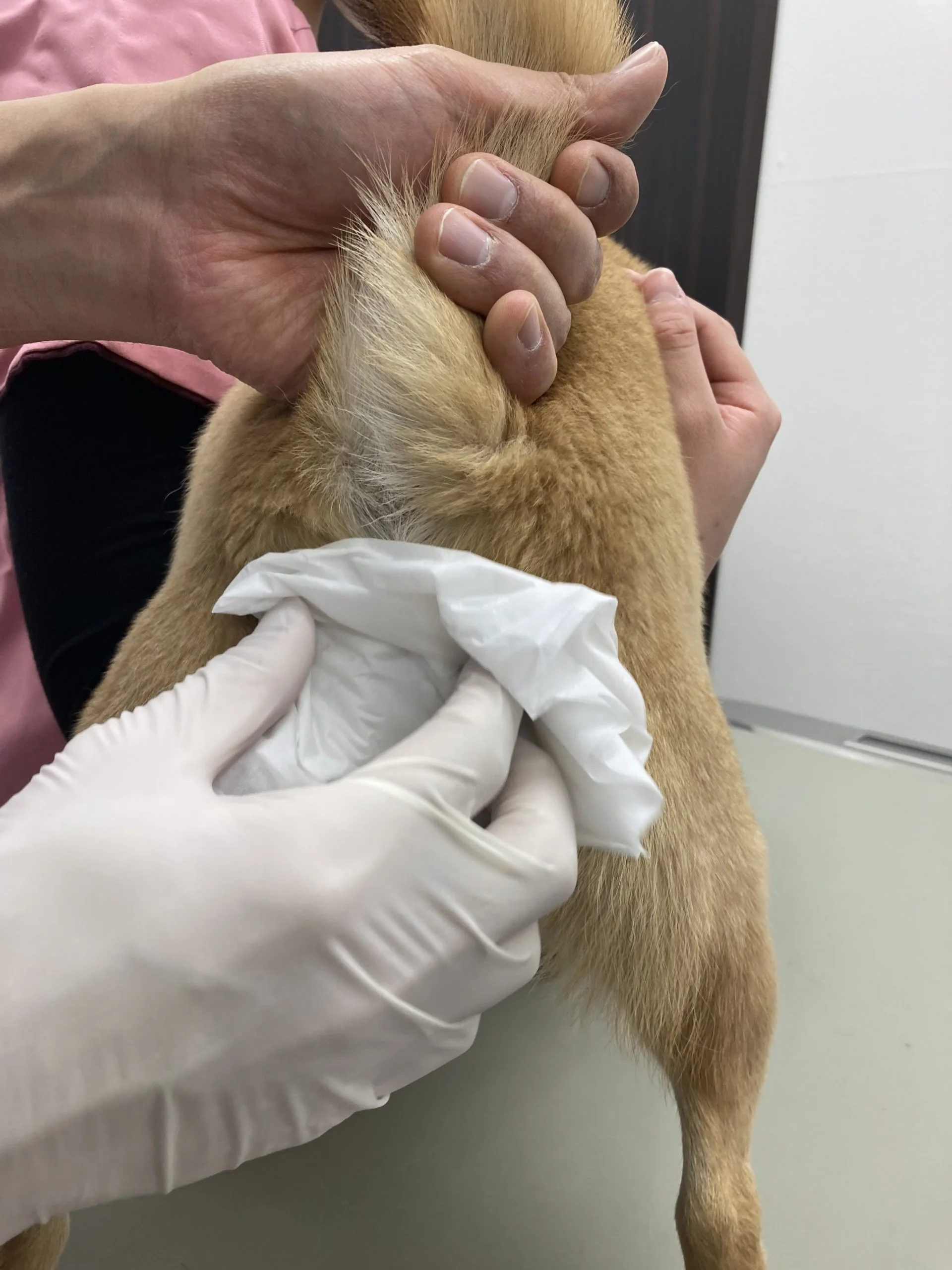 肛門腺しぼりのコツ みなとおおほり動物病院 福岡市中央区 土曜日曜 祝日も診療